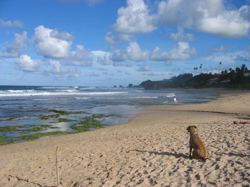 Round House Hotel Bathsheba Екстериор снимка